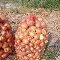 پیاز