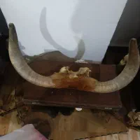 شاخ‌گاو‌‌اسنثنایی‌برای‌زیبایی‌مغازه‌قصابی‌وخانه‌