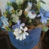 گل رومیزی آبی