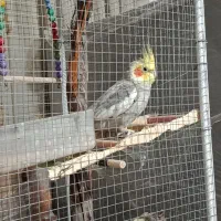 قفس پرنده و عروس هلندی