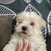 شیتزو تریر نر ۶ماهه