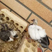 نر و ماده تهرونی اصل با جوجه