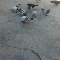 تعدادی کبوتر