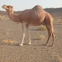 لوک|حیوانات مزرعه|خاش, |دیوار