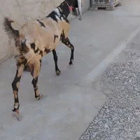 بزپلنگی اصل ابست