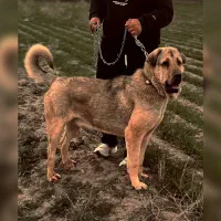 سگ پژدر