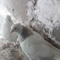 جوجه طوقی وجوجه سرخ دمسفید هیچ پر۸عدد بزرگ و کوچیک