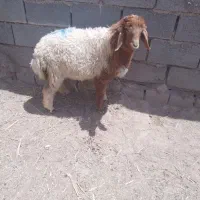 بره ماده برای فروش برای تو ضیحات زنگ بزنید