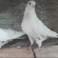 کبوتر سفید