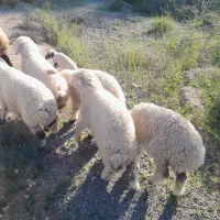 بره شیر فروشی رودخانه