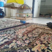 جوجه سهره