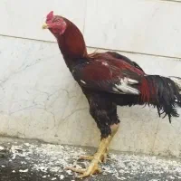 خروس لاری یک ساله