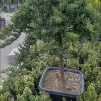 گل زینتی طبیعی