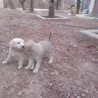 واگذاری رایگان توله دوماهه