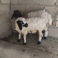 دوتا بره نرماده دونه ۱۰تومن دوتا ۲۰تومن