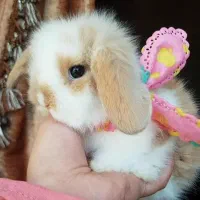 خرگوش فنجونی با کارت سلامت و لوازم نگهداری