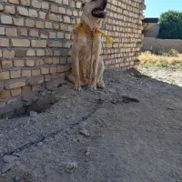 سگ. ماده