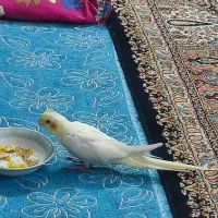 لوتینو مژدگانی عروس هلندی گمشده
