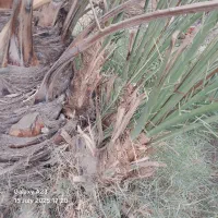 فسیل کلوته ، پاجوش کلوته