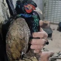 جوجه مرغ عشق موجود شد تعداد محدود