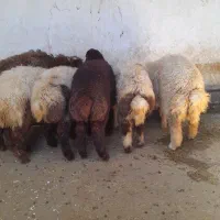 بره نر نازار