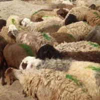 ۲۰ عدد میش و بره