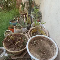 تعدادی گلدان در اهرم