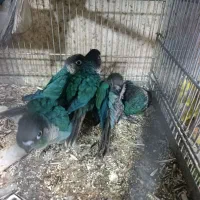 انواع گرینچیک در تمام سنین نژاد