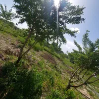 باغ-میوه-3000-متری