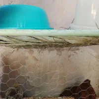 جوجه مرغ و خروس بفروش می‌رسد