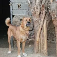 سگ ماده اصیل خراسانی