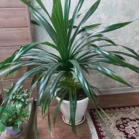 پاندانوس بزرگ و سانسوریا