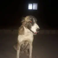 سگ ر|سگ|درمیان, |دیوار