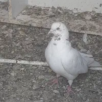 کبوتر
