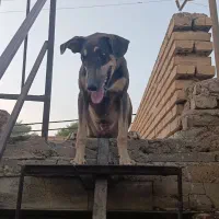 دوبرمن ۷ ماهه