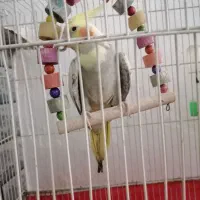 عروس هلندی نر دستی گل باقالی
