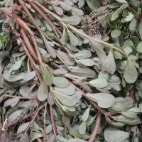 سبزی
