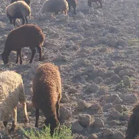 بره ماده افشاری