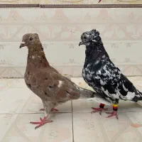 سرور دم سفید دم سفید کبوتر