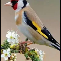 جوجه سهره نر