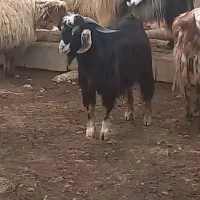 چپش نردرجه یک
