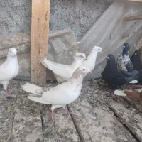 تعداد۱۰تاکبوتر