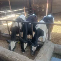 گاو یا گوساله هلشتاین
