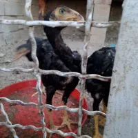جوجه خروس لاری