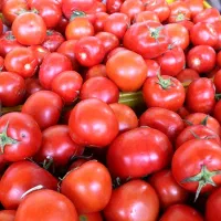 گوجه ربی ارسال رایگان