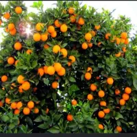 جویای کار باغ و باغبانی هستم