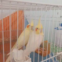عروس هلندی جفت مولد لوتینو اصل زیبا و سر حال