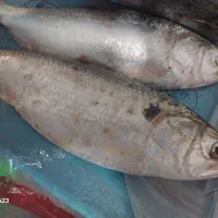 ماهی صبور وبیاح