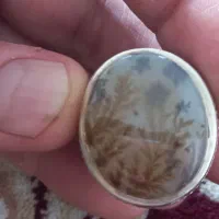 انگشتر  شجر قاعنات