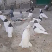 ۲۰عدد کبوتر همه جوره طوقی پلاکی تهرانی توافقی